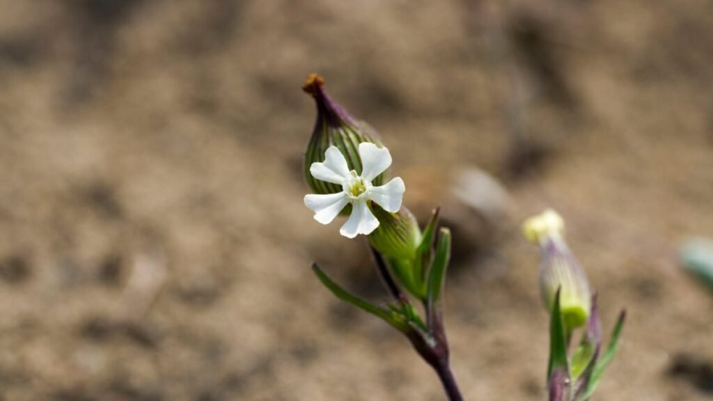 A homoki habszegfű virágzó növénye, fehér virágokkal és zöld levelekkel.