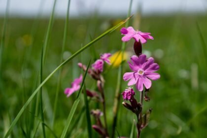 A homoki habszegfű szép rózsaszín virágai zöld fű között.