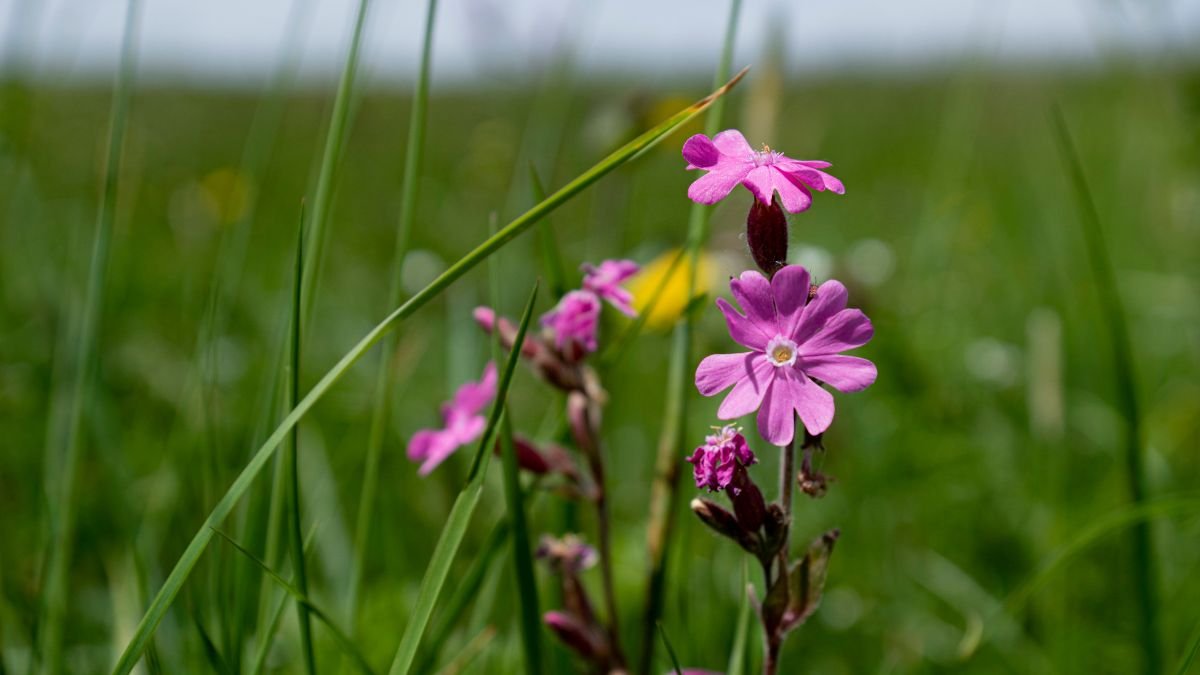 A homoki habszegfű szép rózsaszín virágai zöld fű között.