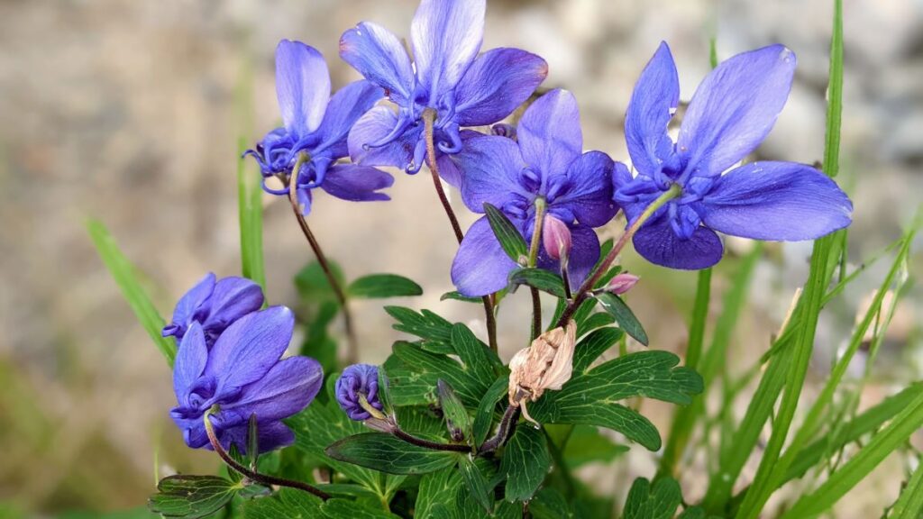 Japan haranglab Aquilegia flabellata 1