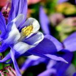 Japan haranglab Aquilegia flabellata
