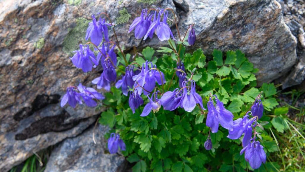 Japan haranglab Aquilegia flabellata 2