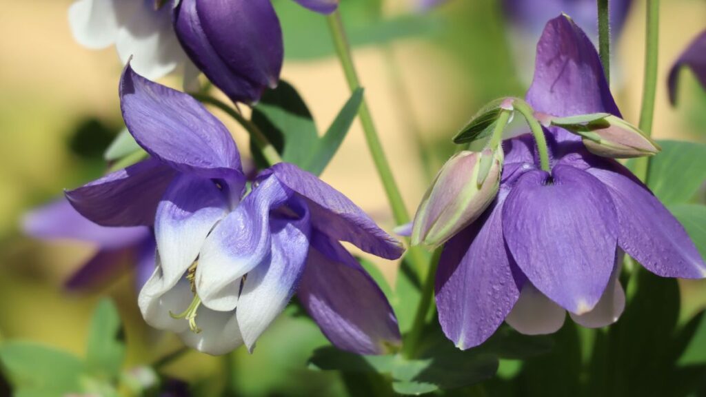 Japan haranglab Aquilegia flabellata 3