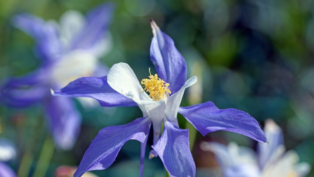 Japan haranglab Aquilegia flabellata 4