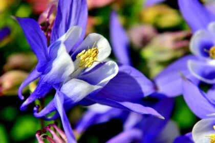 Japan haranglab Aquilegia flabellata