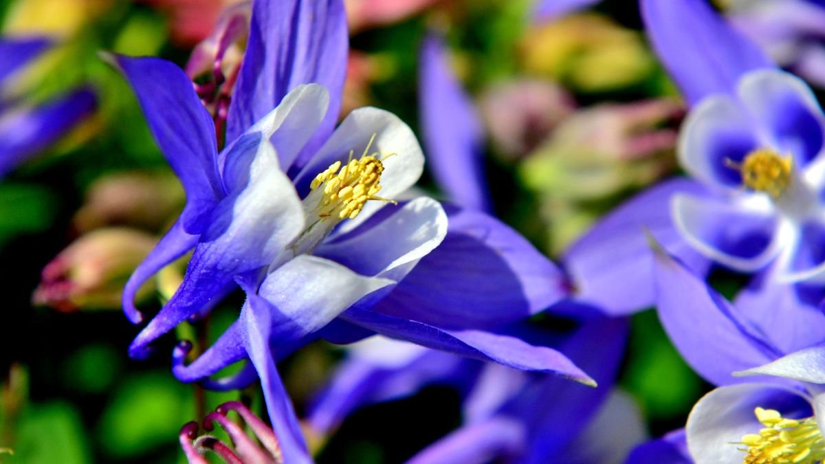 Színes japán harangláb virág, kék és fehér szirmokkal, zöld háttér előtt.