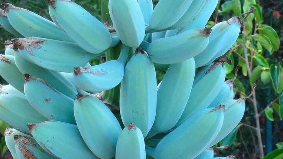 Kek banan blue java 1 1
