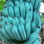 Kek banan blue java 2