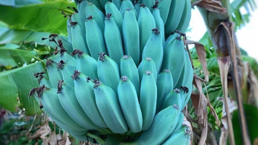 Kek banan blue java 2