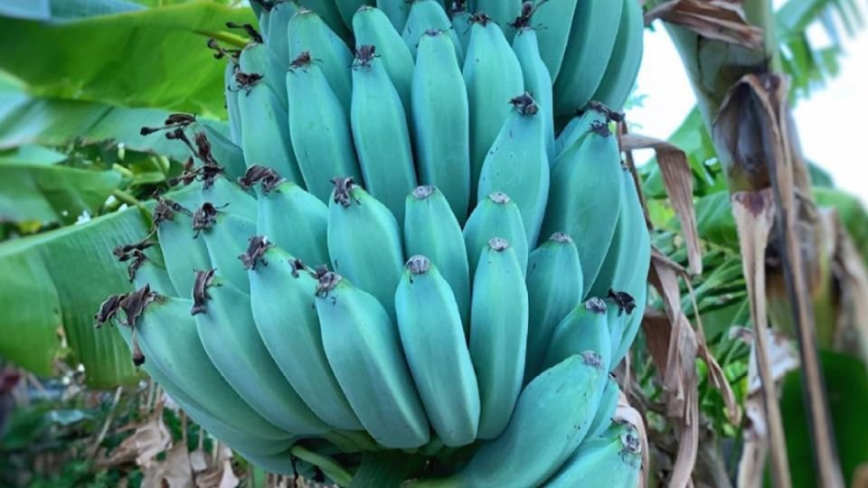 Kék banán fürt zöld levelek között, különleges szín és forma jellemzi.
