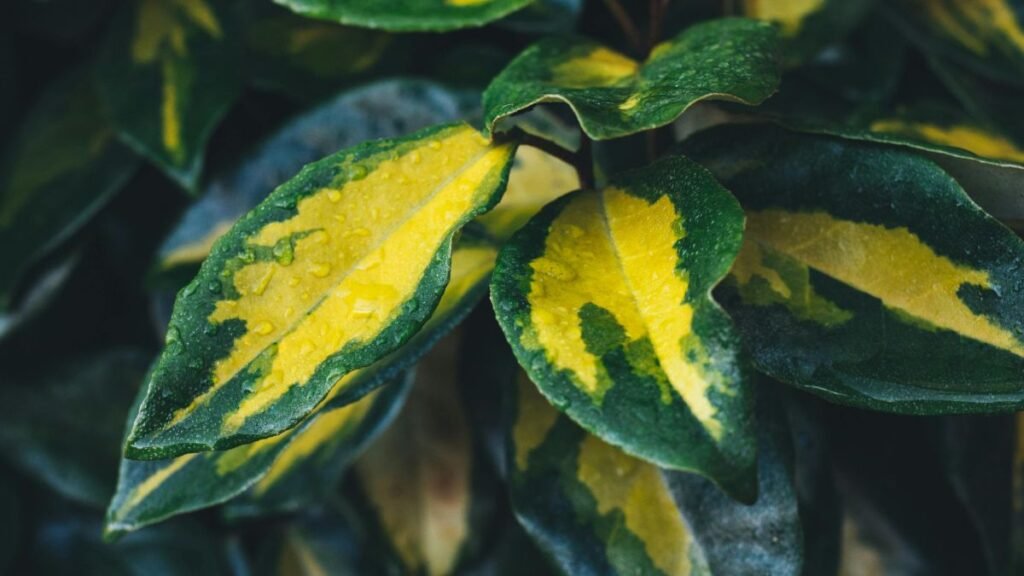 Széleslevelű ezüstfa levelei, zöld és sárga színű mintázattal, esőcseppekkel.