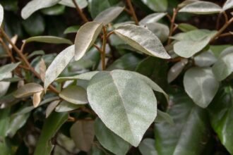 Széleslevelű ezüstfa levelei, sima és fényes felülettel, zöld háttérrel.