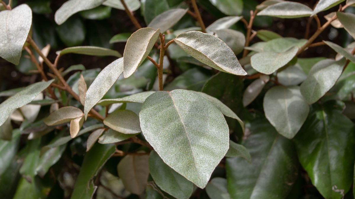 Széleslevelű ezüstfa levelei, sima és fényes felülettel, zöld háttérrel.