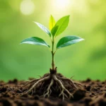 Frissen gyökerezett császárfa hajtás, erős gyökerekkel a földben, zöld háttér előtt.