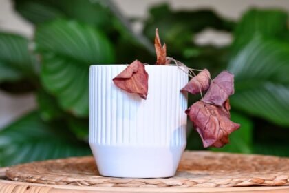 Egy fehér cserépben lévő, túlöntözött növény, háttérben zöld levelek.