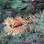 Egy fenyőág, amelyen a zöld tűk között sárgásbarna részek láthatók, jelezve a fa egészségének romlását.