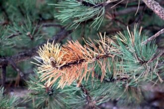 Egy fenyőág, amelyen a zöld tűk között sárgásbarna részek láthatók, jelezve a fa egészségének romlását.