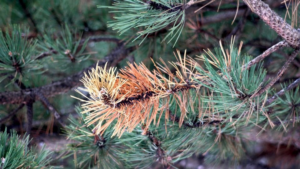 Egy fenyőág, amelyen a zöld tűk között sárgásbarna részek láthatók, jelezve a fa egészségének romlását.