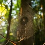 Egy gyönyörű pókháló csillog a napfényben, zöld fák között.