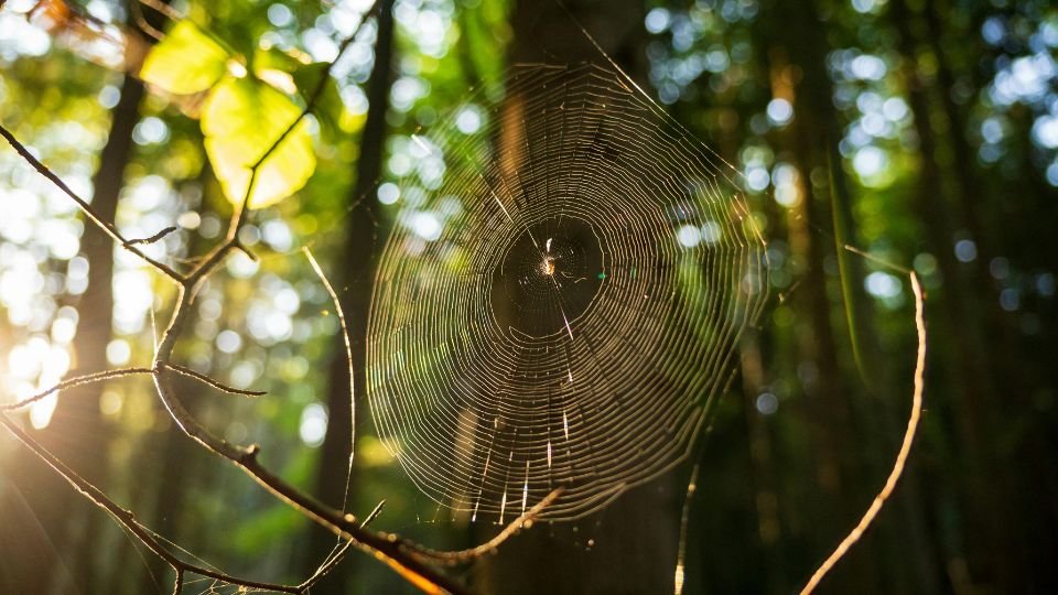 Egy gyönyörű pókháló csillog a napfényben, zöld fák között.