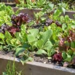 Színes saláták és zöldségek egy konyhakertben, egészséges és friss növények.