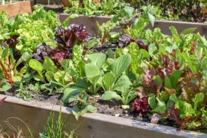 Színes saláták és zöldségek egy konyhakertben, egészséges és friss növények.