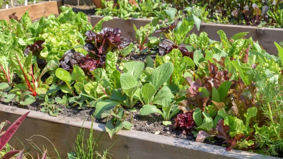 Színes saláták és zöldségek egy konyhakertben, egészséges és friss növények.