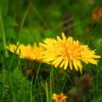 Két sárga pitypang virág a zöld fűben, egy méh repül a közelükben.