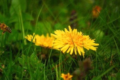 Két sárga pitypang virág a zöld fűben, egy méh repül a közelükben.