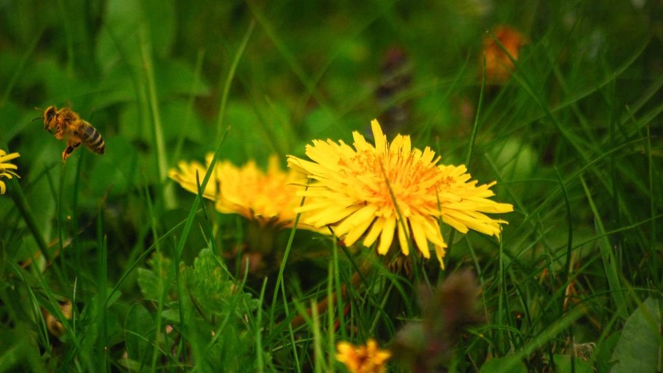 Két sárga pitypang virág a zöld fűben, egy méh repül a közelükben.