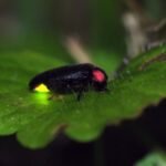 Egy szentjánosbogár ül egy zöld levélen, világító hátsó részével ragyogva a sötétben.