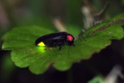 Egy szentjánosbogár ül egy zöld levélen, világító hátsó részével ragyogva a sötétben.