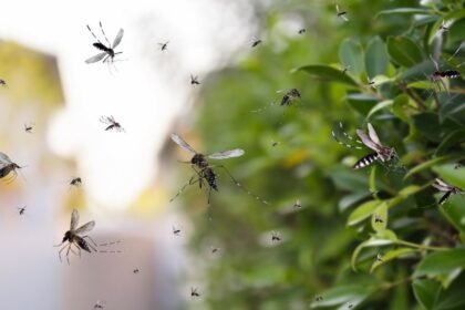 Több szúnyog repked egy zöld növény közelében, nyári kertben.