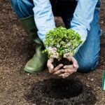 Egy kertész ültet egy kis növényt a friss földbe, mellette kis ásó.