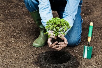 Egy kertész ültet egy kis növényt a friss földbe, mellette kis ásó.