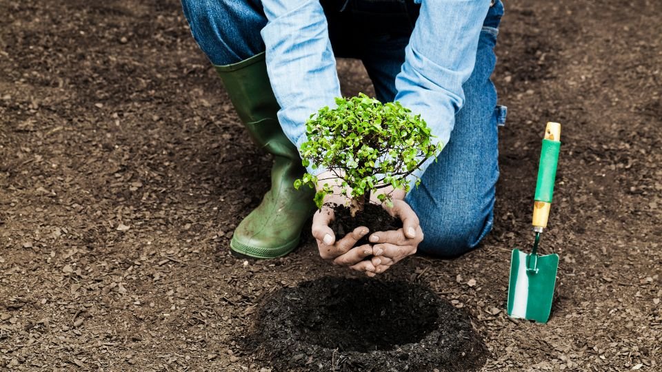Egy kertész ültet egy kis növényt a friss földbe, mellette kis ásó.