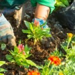 Kertész kezével virágokat ültet a földbe, színes virágok között dolgozik.