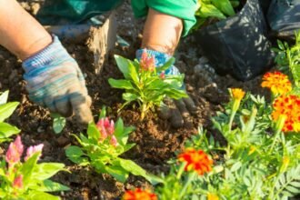 Kertész kezével virágokat ültet a földbe, színes virágok között dolgozik.