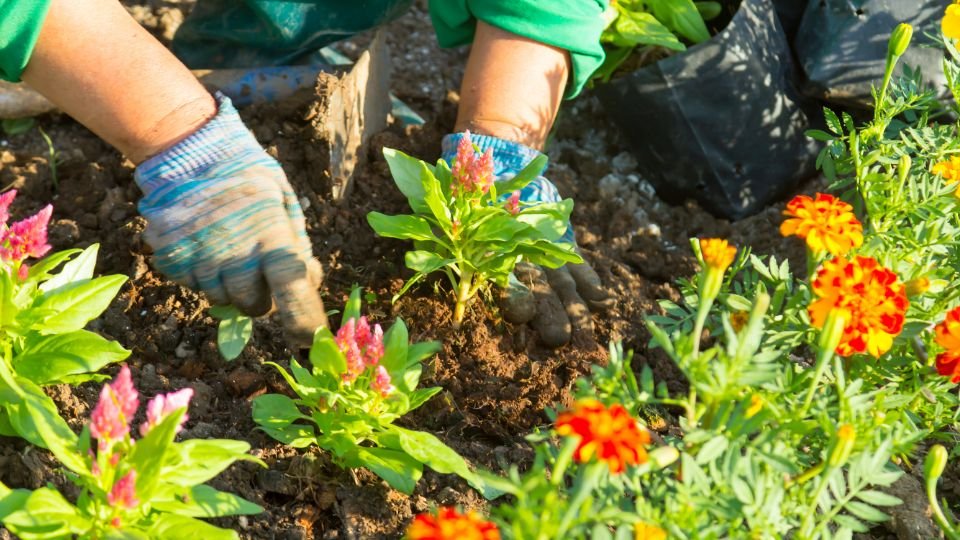 Kertész kezével virágokat ültet a földbe, színes virágok között dolgozik.