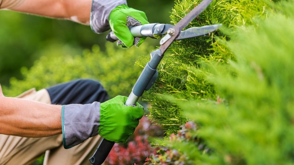 Kertész metszőollóval formázza a bokrokat zöld kesztyűben