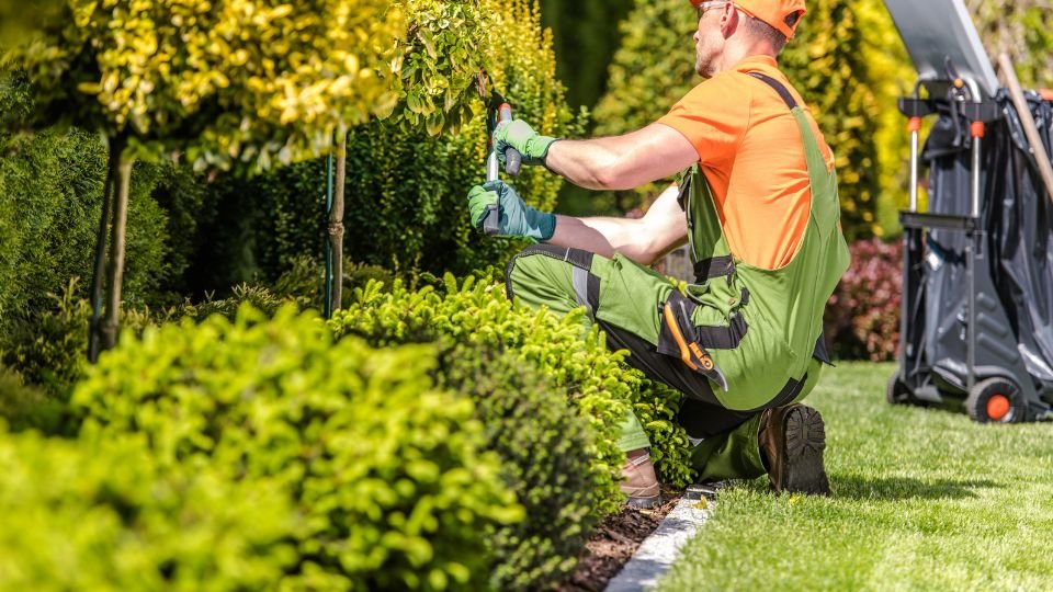 Egy kertész éppen bokrokat metszeget a szép zöld kertben.