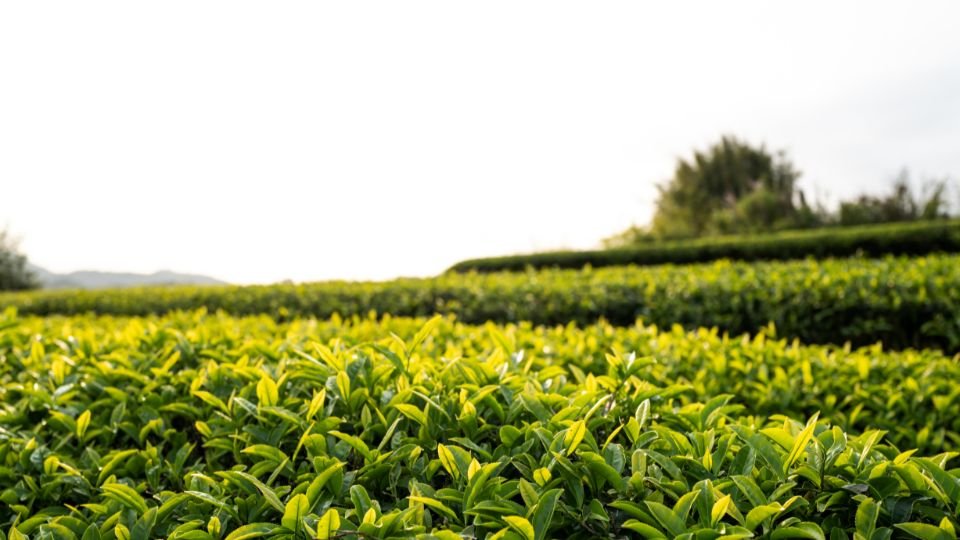 Zöld teaültetvény napfényben, friss levelek a háttérben.