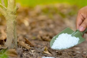 Egy kéz nitrogén trágyát szór egy fiatal fa tövéhez.
