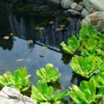 A kerti tóban vízitündér és liliom levelek lebegnek, körülöttük sziklák és vízinövények díszítik a természetes tájat.