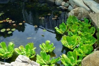 A kerti tóban vízitündér és liliom levelek lebegnek, körülöttük sziklák és vízinövények díszítik a természetes tájat.