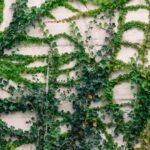 Zöld futónövények, mint a borostyán, szépítik a falat, gazdag színvilággal.