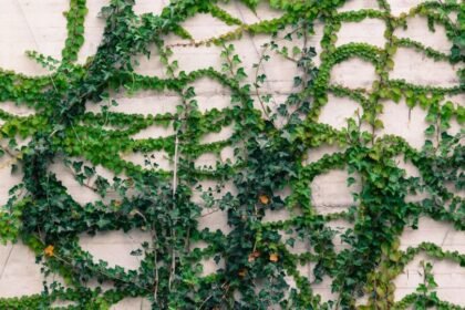 Zöld futónövények, mint a borostyán, szépítik a falat, gazdag színvilággal.