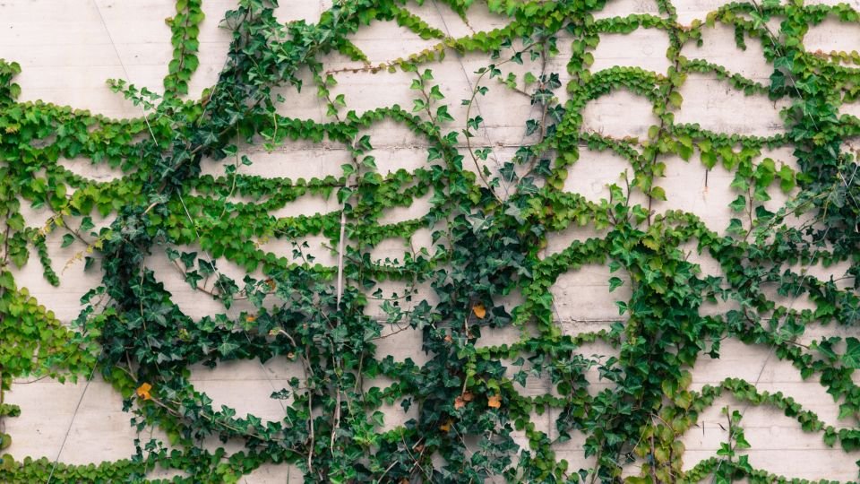 Zöld futónövények, mint a borostyán, szépítik a falat, gazdag színvilággal.