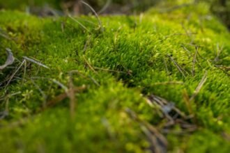 Zöld tőzegmohák egy fűszeres, természetes környezetben, apró fák és levelek között.