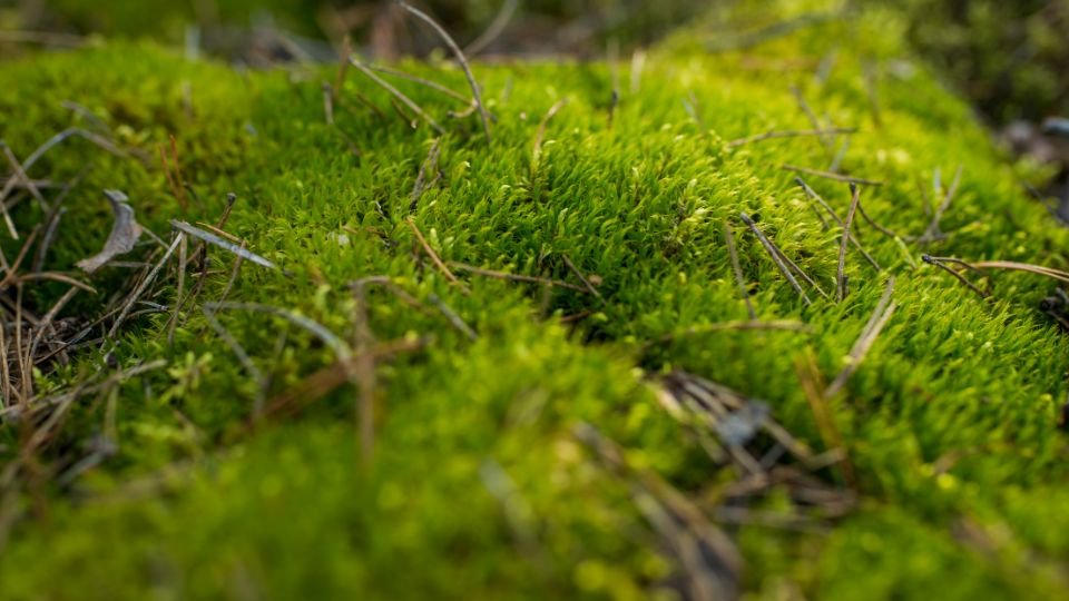 Zöld tőzegmohák egy fűszeres, természetes környezetben, apró fák és levelek között.